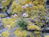 Isle of Eigg